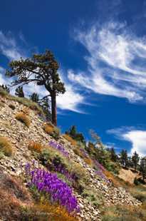 Pine and Lupine-1105